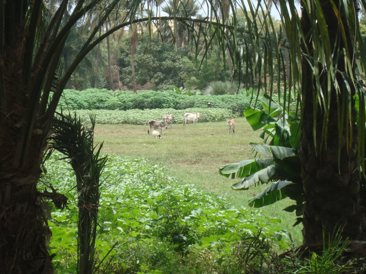 Mboro — a moringa clearing framed by palms