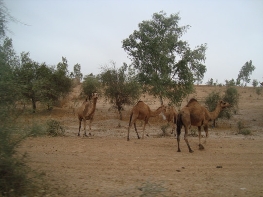 Lompoul — camels grazing at the edge of the dunes