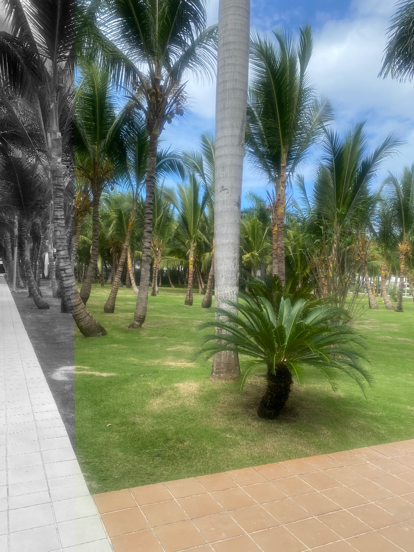 Palm grove at midday