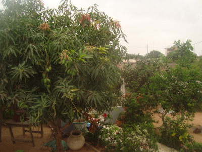 Mango tree — courtyard