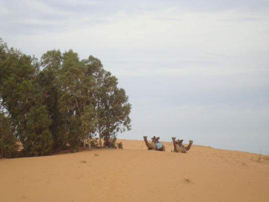 Lompoul — resting under the eucalyptus