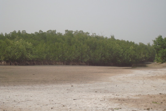 Beekeeping in the mangroves
