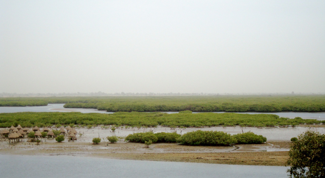 Joal — mangrove delta
